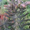 kalanchoe bryophyllum_serrata